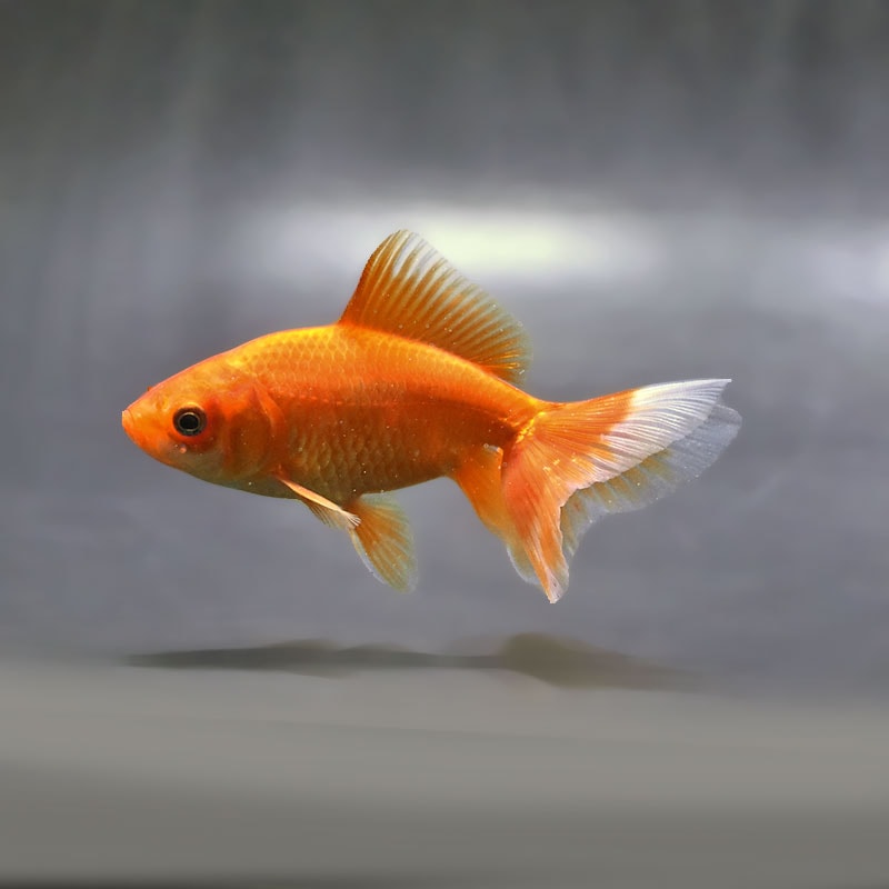 金魚王子】東海錦 10cm前後 (個体番号：zaq114) 金魚 きんぎょ 生体 地
