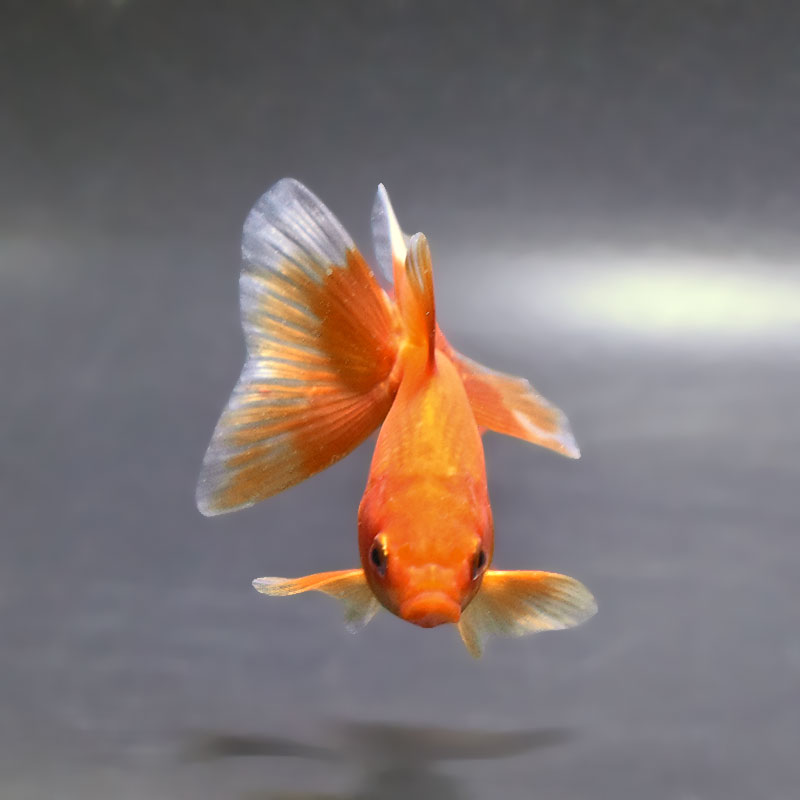 金魚王子】東海錦 10cm前後 (個体番号：zaq114) 金魚 きんぎょ 生体 地