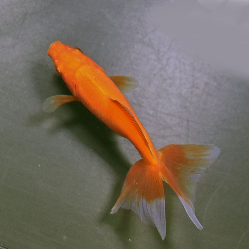 金魚王子】東海錦 10cm前後 (個体番号：zaq114) 金魚 きんぎょ 生体 地