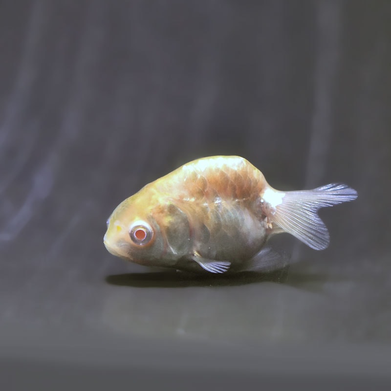 金魚王子】アルビノドラゴンスケールらんちゅう 4～5cm前後 (個体番号