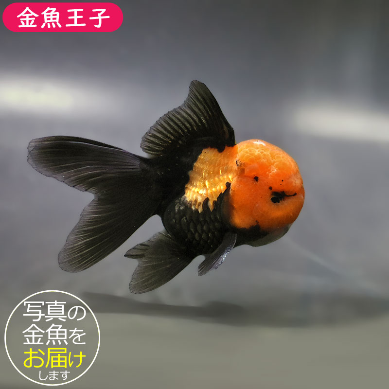 金魚 金魚王子】レッド＆ブラックオランダ 9±1cm前後 (個体番号：zaq655