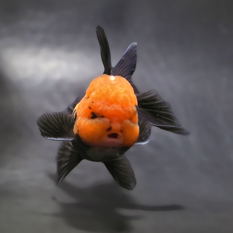 金魚王子】レッド＆ブラックオランダ 9±1cm前後 (個体番号：zaq655