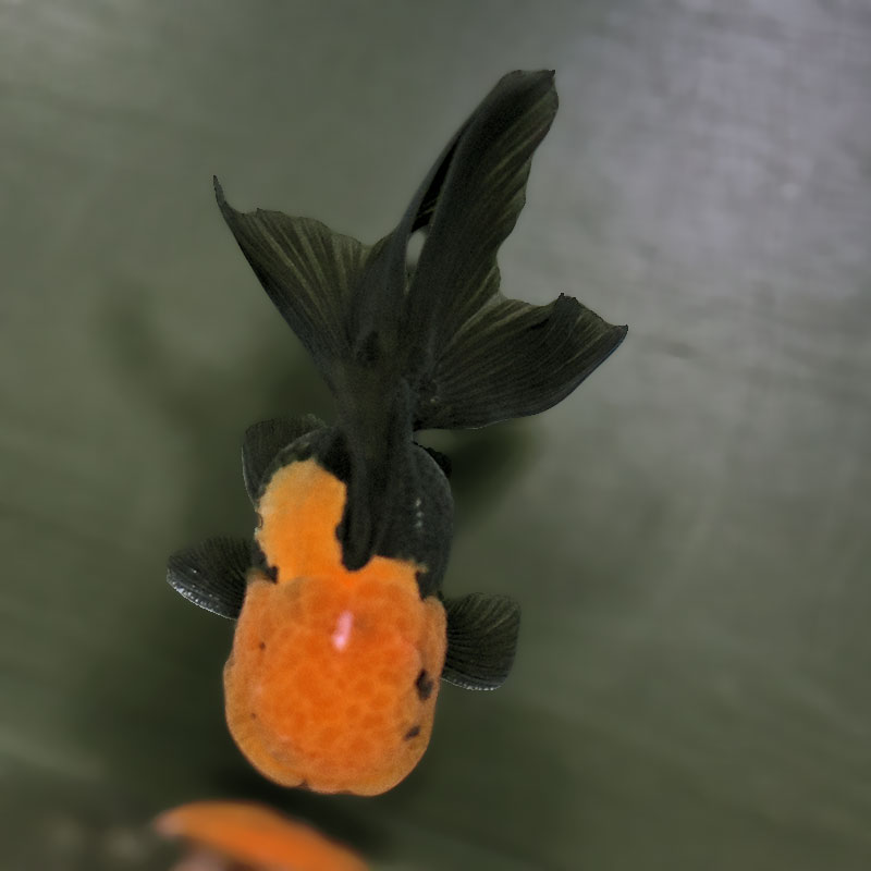 金魚王子】レッド＆ブラックオランダ 9±1cm前後 (個体番号：zaq655