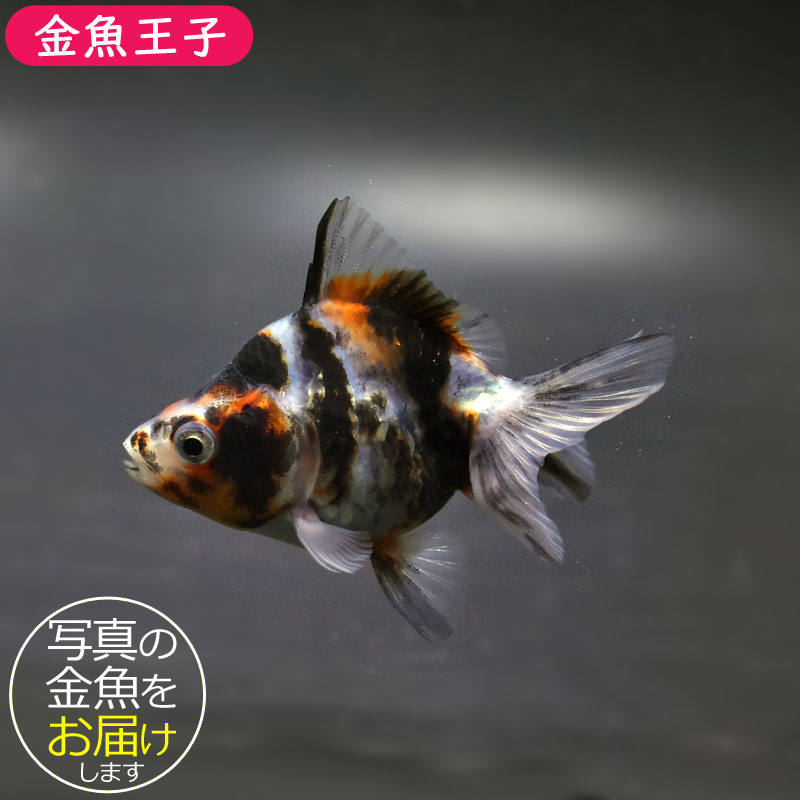 金魚王子】琉金 (変わり柄／ショートテールタイプ) 6.5±1cm前後