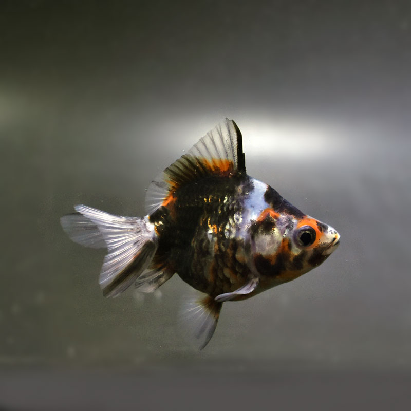 金魚王子】琉金 (変わり柄／ショートテールタイプ) 6.5±1cm前後