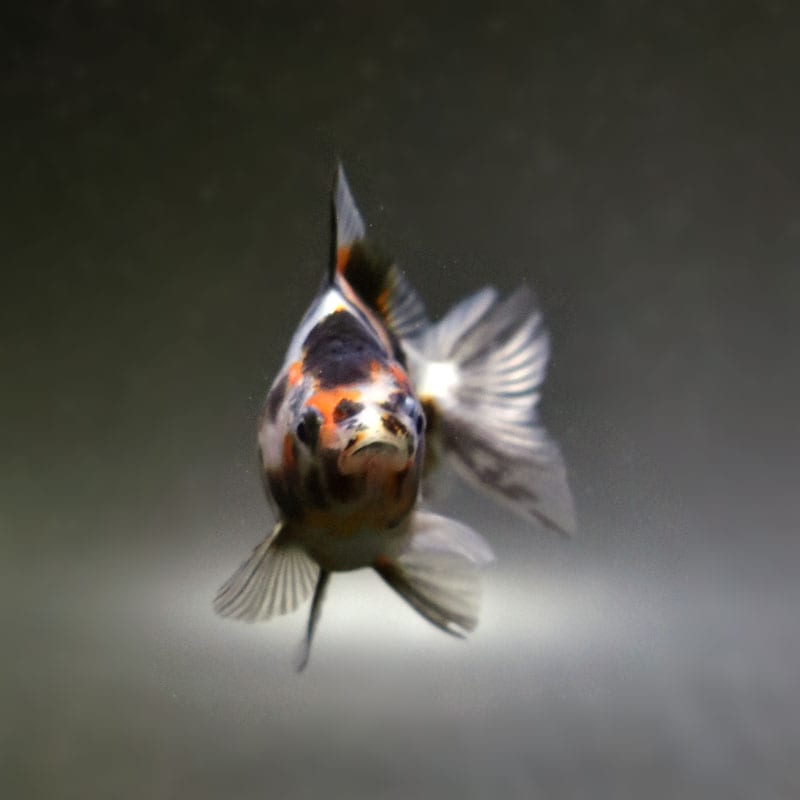 金魚 様 金魚王子】琉金 (変わり柄/ショートテールタイプ) 6.5±1cm前後
