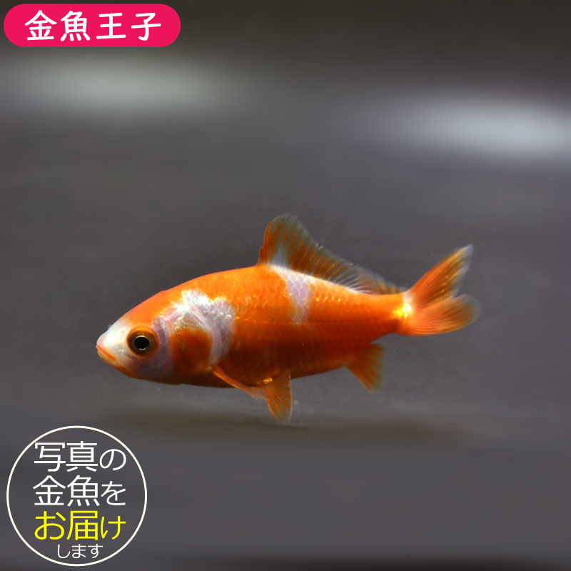 【レア/琉球/戦前】三耳壺　超特大サイズ　高さ約68cm 金魚王子】更紗三ツ尾和金 7.5～8cm前後 (個体番号：cde571