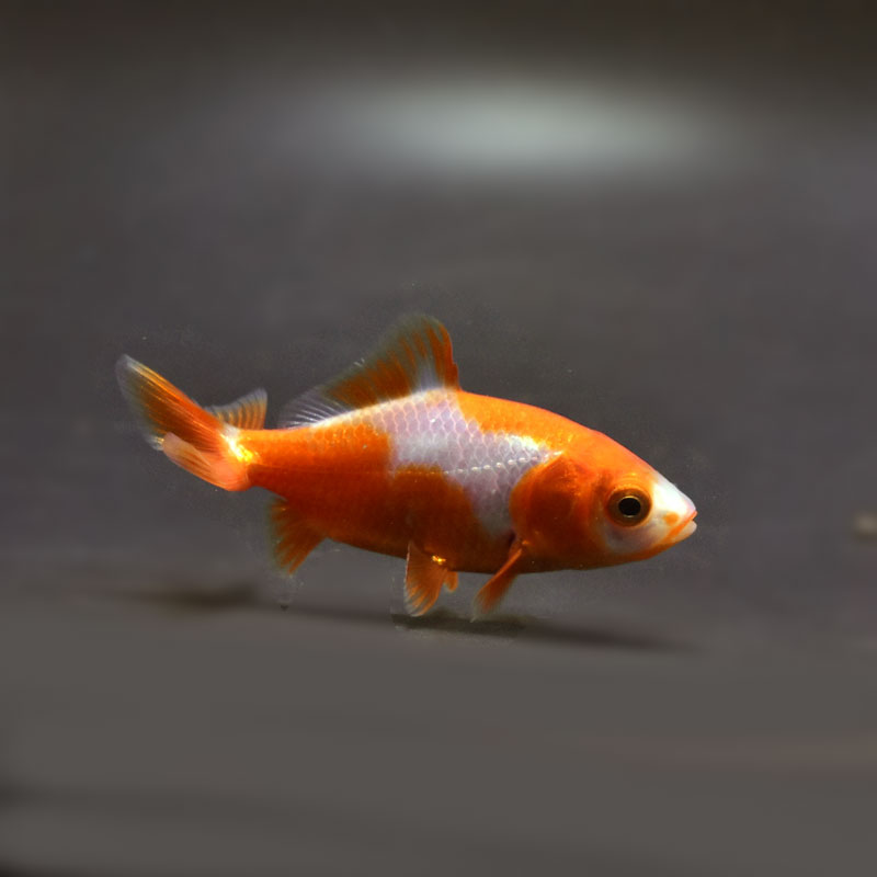 ☆ かっじょ　さま　専用　☆ Amazon.co.jp: ゼクス Z/X E48-036 爆撓の冥土姫 センテンシア