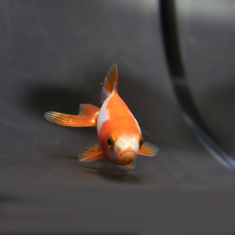 金魚王子】更紗三ツ尾和金 7.5～8cm前後 (個体番号：cde574) 金魚