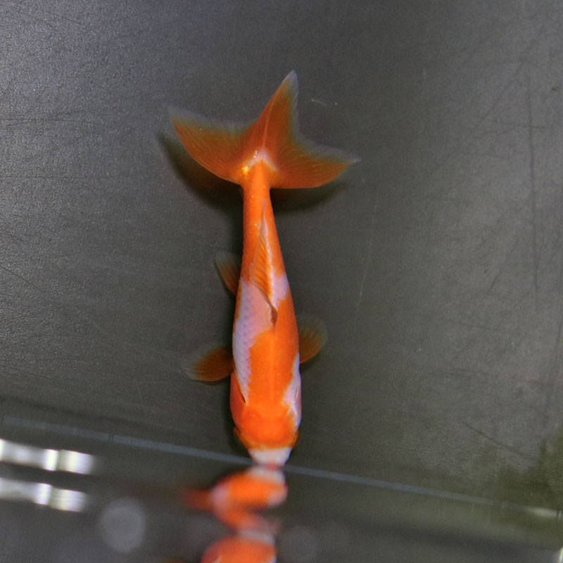 金魚　様 楽天市場】生体 加藤産 桜錦 弐歳魚 約7センチ（1匹）らんちゅう