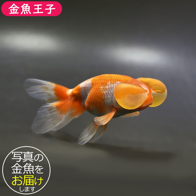 金魚 金魚元気 GEX 金魚元気プロバイオフード 220g 金魚 顆粒 浮上性