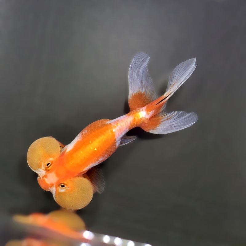 金魚 金魚王子】更紗水泡眼 12±1cm前後 (個体番号：xsw325) 金魚 きんぎょ