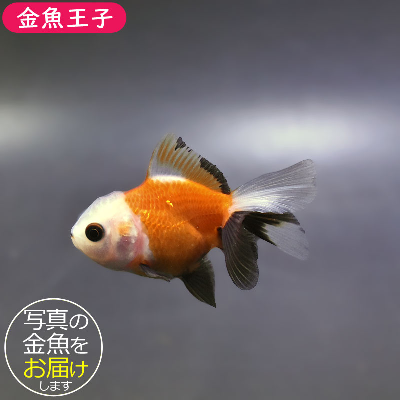 金魚王子】トリカラーオランダ 6±1cm前後 (個体番号：xsw841) 金魚