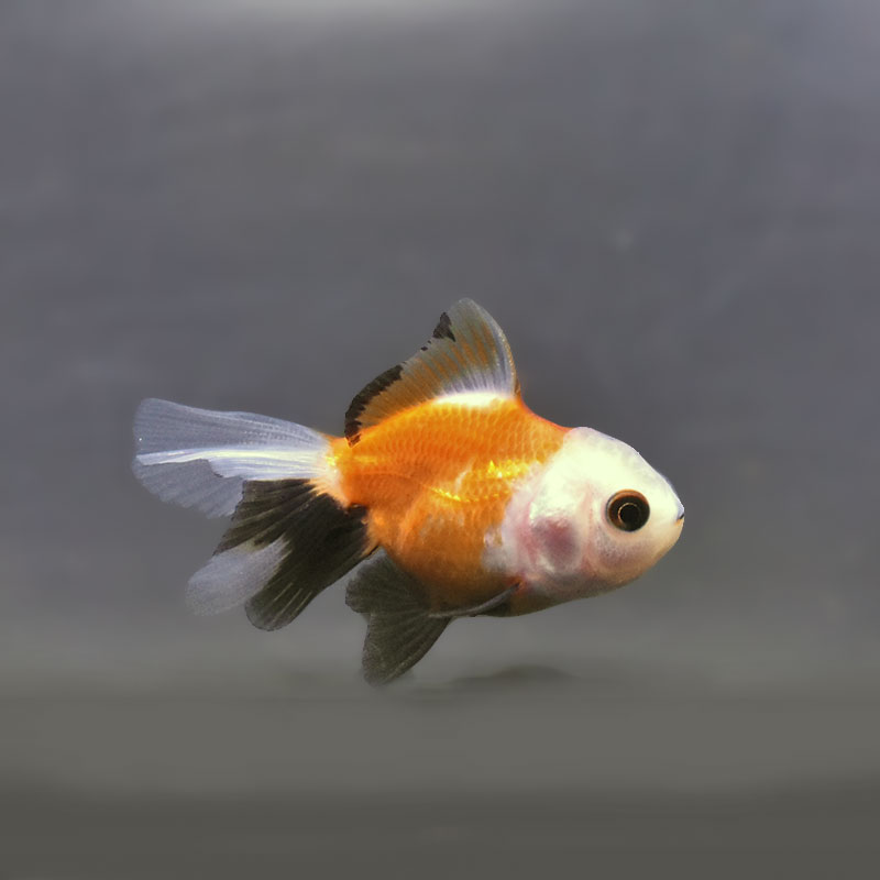 金魚王子】トリカラーオランダ 6±1cm前後 (個体番号：xsw841) 金魚