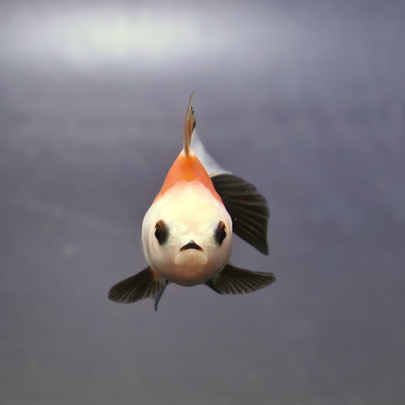 金魚王子】トリカラーオランダ 6±1cm前後 (個体番号：xsw841) 金魚