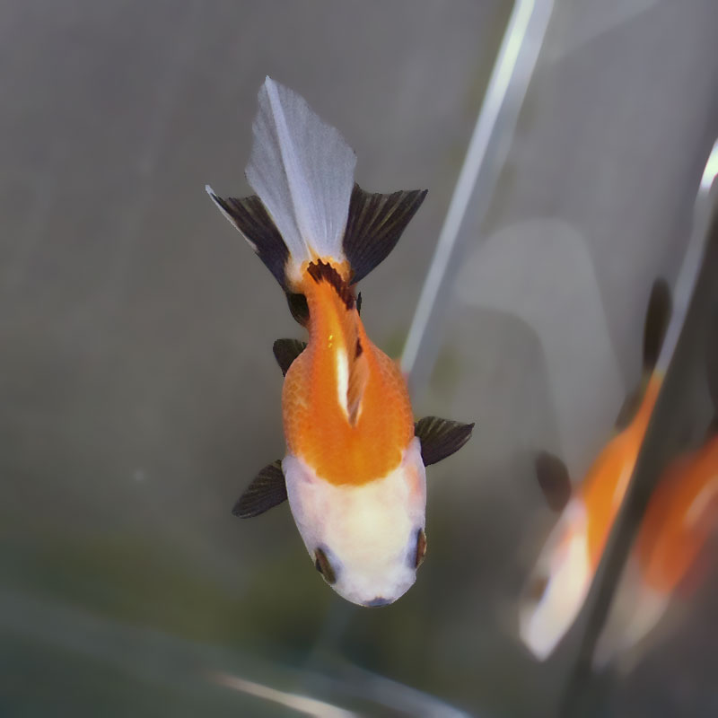 金魚王子】トリカラーオランダ 6±1cm前後 (個体番号：xsw841) 金魚