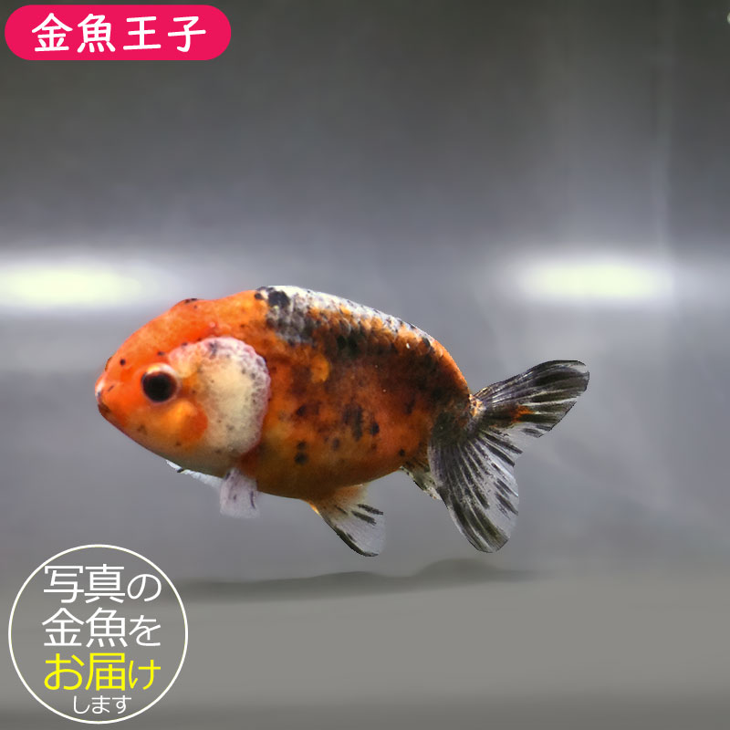 金魚王子】五色江戸錦 10cm前後 (個体番号：zaq122) 金魚 きんぎょ