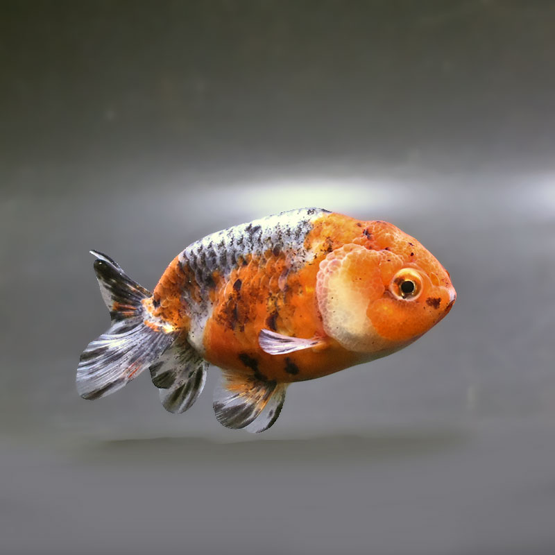 金魚王子】五色江戸錦 10cm前後 (個体番号：zaq122) 金魚 きんぎょ