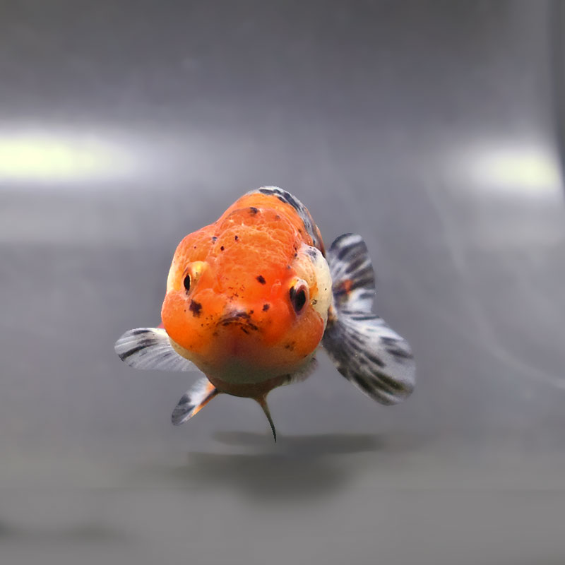 金魚王子】五色江戸錦 10cm前後 (個体番号：zaq122) 金魚 きんぎょ