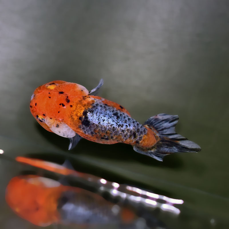 金魚王子】五色江戸錦 10cm前後 (個体番号:zaq122) 金魚 きんぎょ 金魚王子】五色江戸錦 10cm前後 (個体番号:zaq122) 金魚 きんぎょ