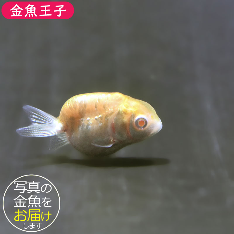 金魚王子】アルビノドラゴンスケールらんちゅう 4～5cm前後 (個体番号