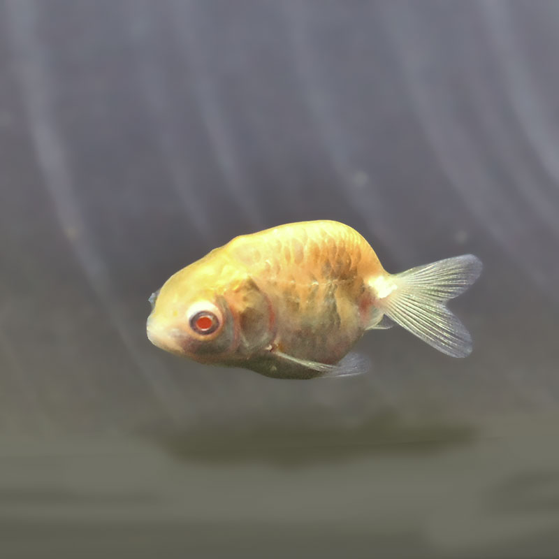 金魚王子】アルビノドラゴンスケールらんちゅう 4～5cm前後 (個体番号