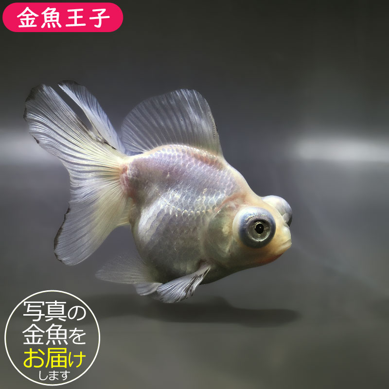 金魚王子】ホワイト蝶尾 12cm前後 (個体番号：zaq661) 金魚 きんぎょ