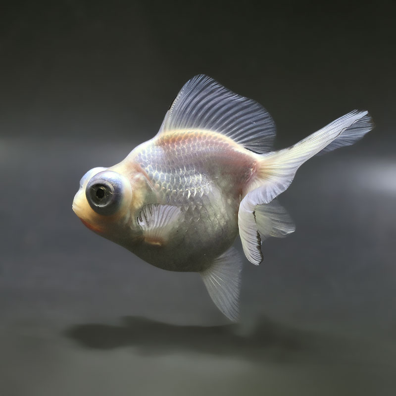 【金魚王子】ホワイト蝶尾 12cm前後 (個体番号:zaq661) 金魚 きんぎょ 生体 蝶尾 厳選個体