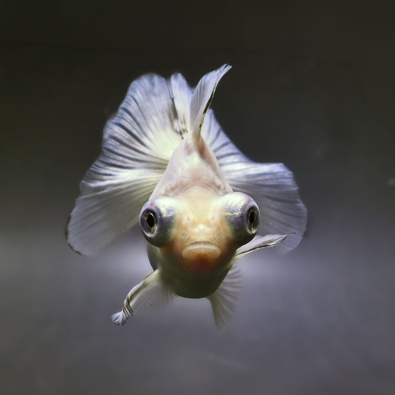 【金魚王子】ホワイト蝶尾 12cm前後 (個体番号:zaq661) 金魚 きんぎょ 生体 蝶尾 厳選個体