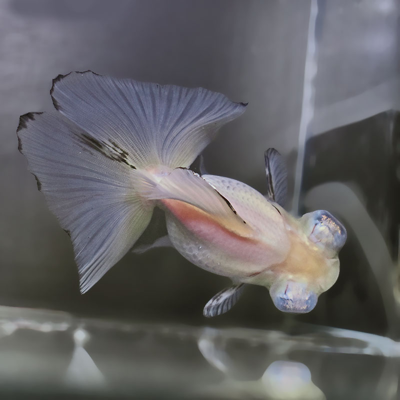 【金魚王子】ホワイト蝶尾 12cm前後 (個体番号:zaq661) 金魚 きんぎょ 生体 蝶尾 厳選個体