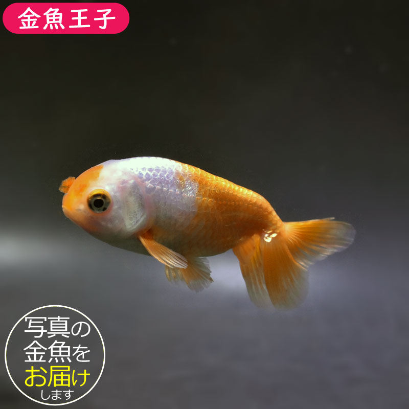 金魚王子】京錦 11cm前後 (個体番号：cde233) 金魚 きんぎょ 生体 京錦