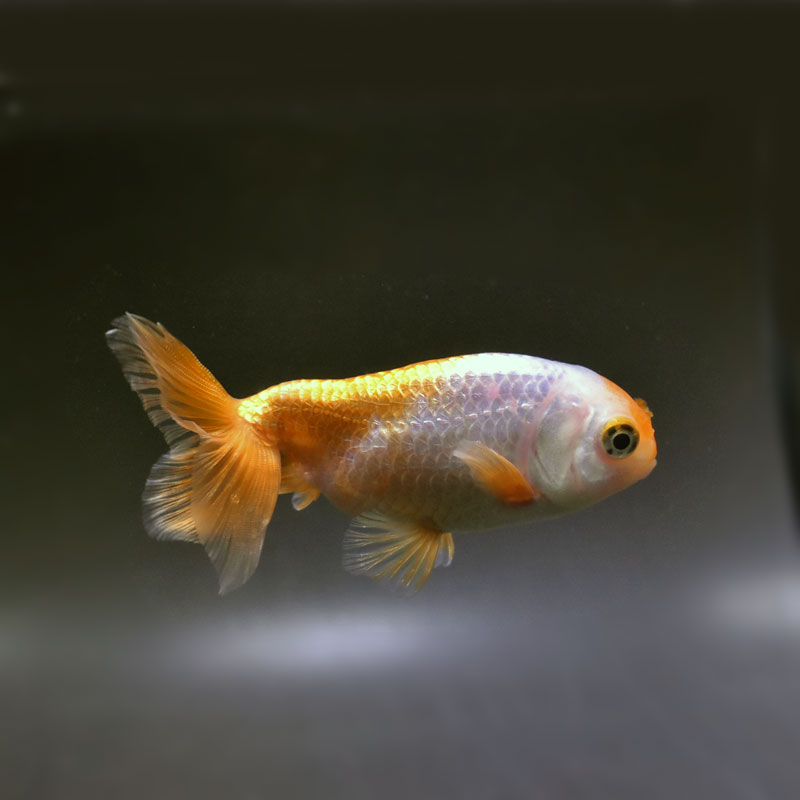 金魚王子】京錦 11cm前後 (個体番号：cde233) 金魚 きんぎょ 生体 京錦