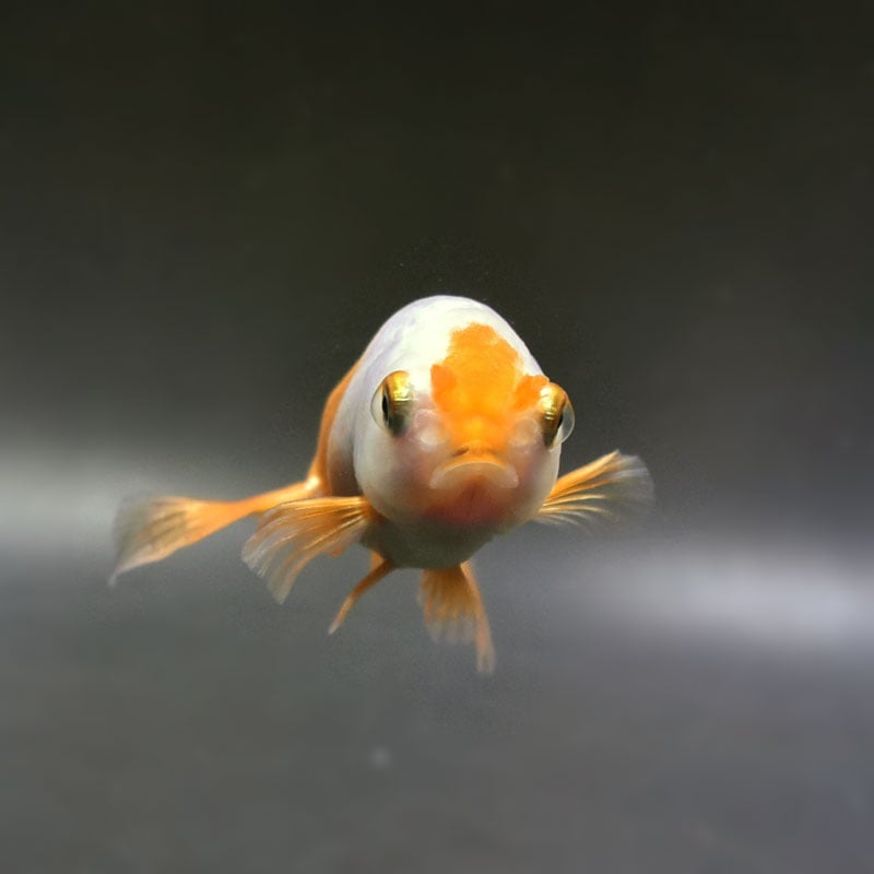 金魚王子】京錦 11cm前後 (個体番号：cde233) 金魚 きんぎょ 生体 京錦