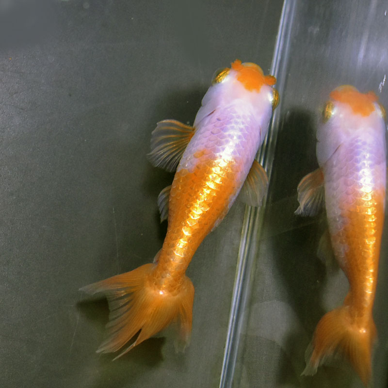 金魚王子】京錦 11cm前後 (個体番号：cde233) 金魚 きんぎょ 生体 京錦