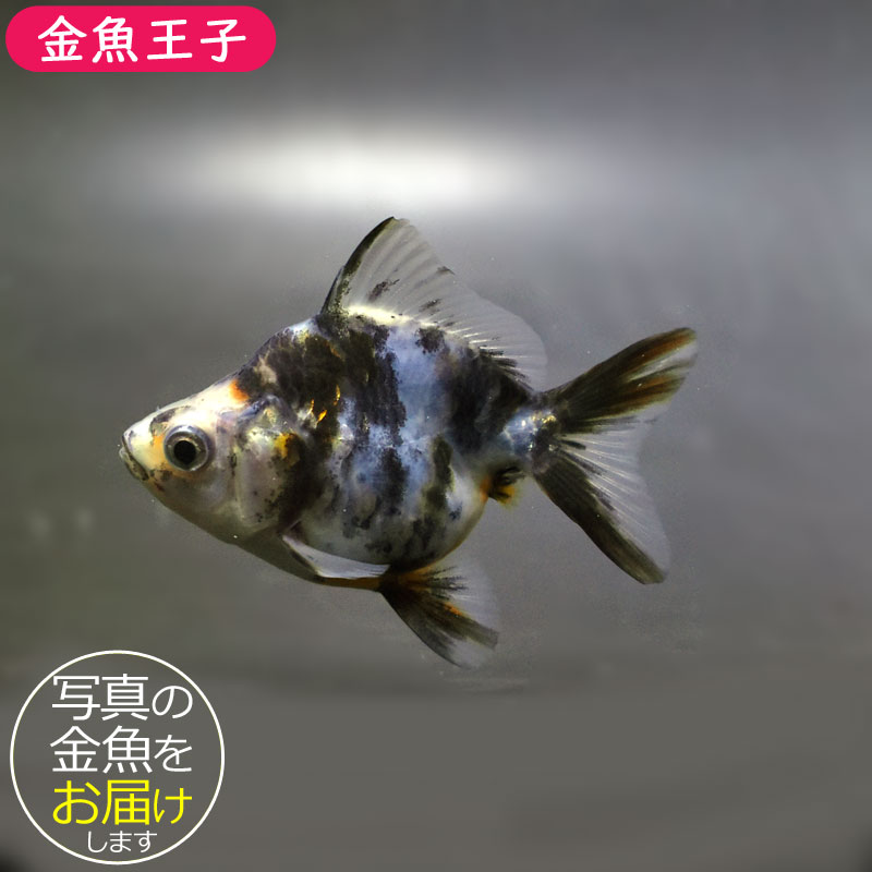 金魚王子】琉金 (変わり柄／ショートテールタイプ) 6.5±1cm前後 (個体