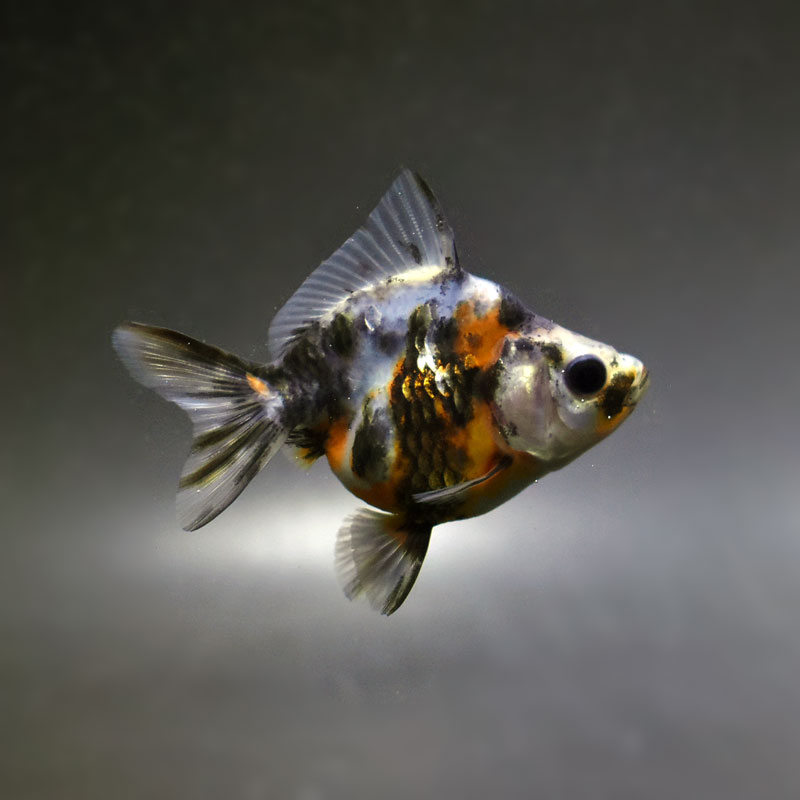 【金魚王子】琉金 (変わり柄／ショートテールタイプ) 6.5±1cm前後 (個体番号：cde410) 金魚 きんぎょ 生体 琉金 厳選個体