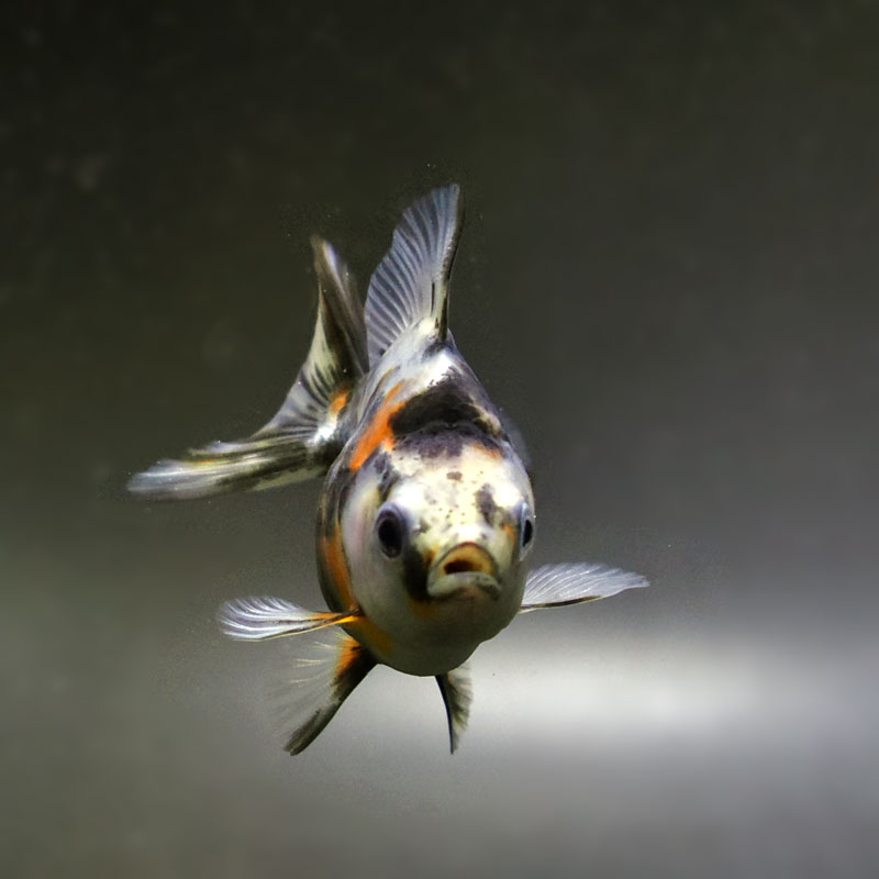 きんぎょページ 金魚王子】琉金 (変わり柄／ショートテールタイプ) 6.5±1cm前後