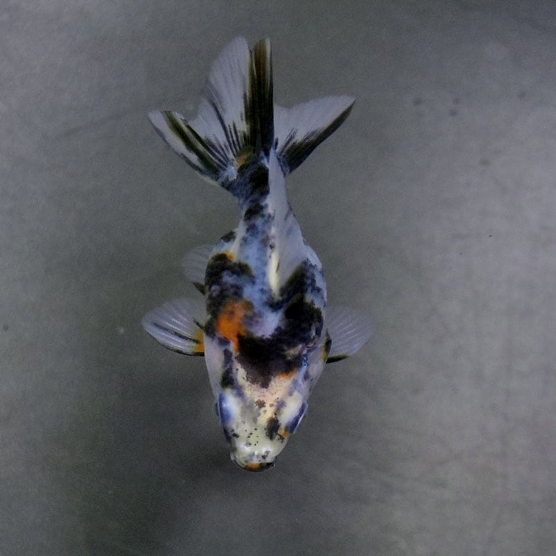 金魚　様 金魚,その他・変わり金魚 | 金魚の通販は「金魚王子 オンライン