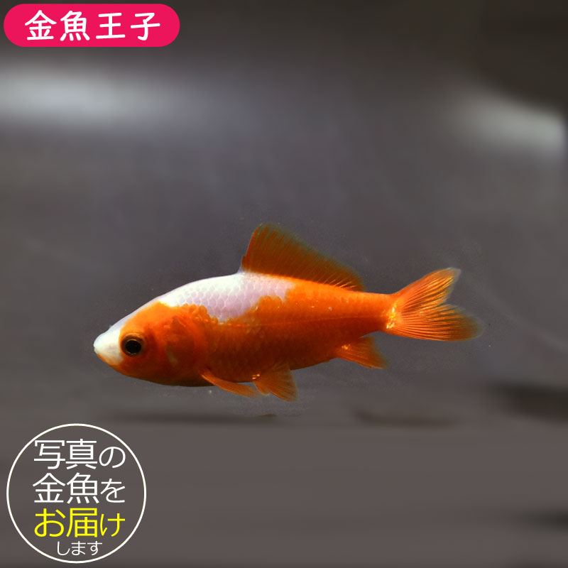 金魚王子】更紗三ツ尾和金 7.5～8cm前後 (個体番号：cde575) 金魚