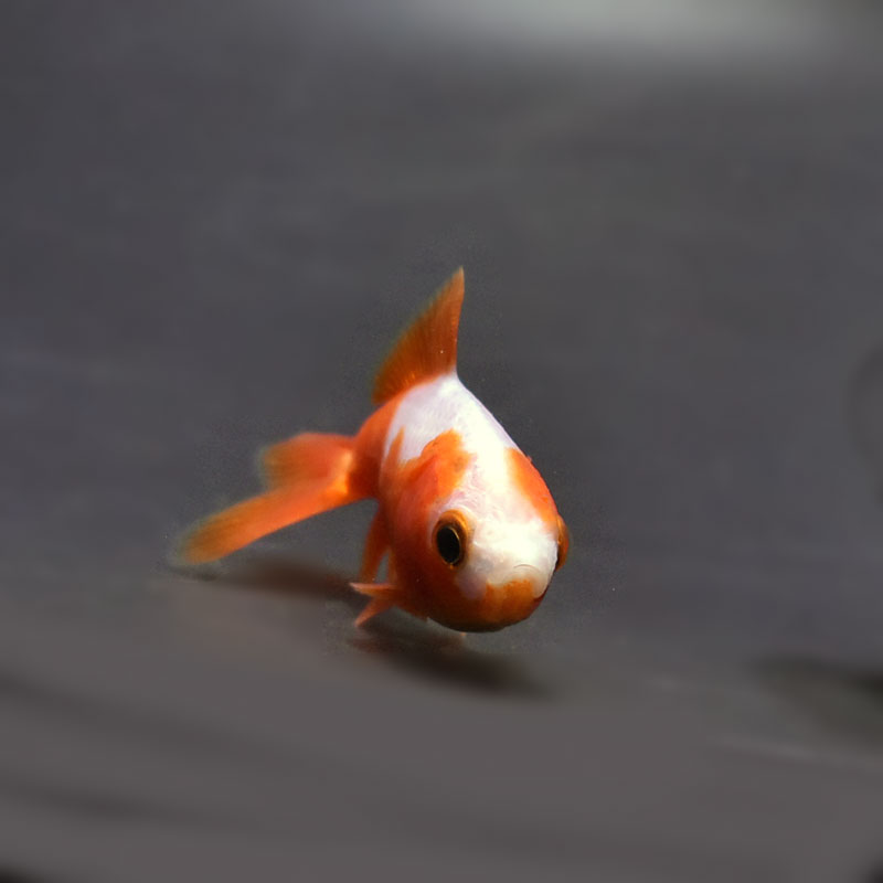 金魚王子】更紗三ツ尾和金 7.5～8cm前後 (個体番号：cde575) 金魚