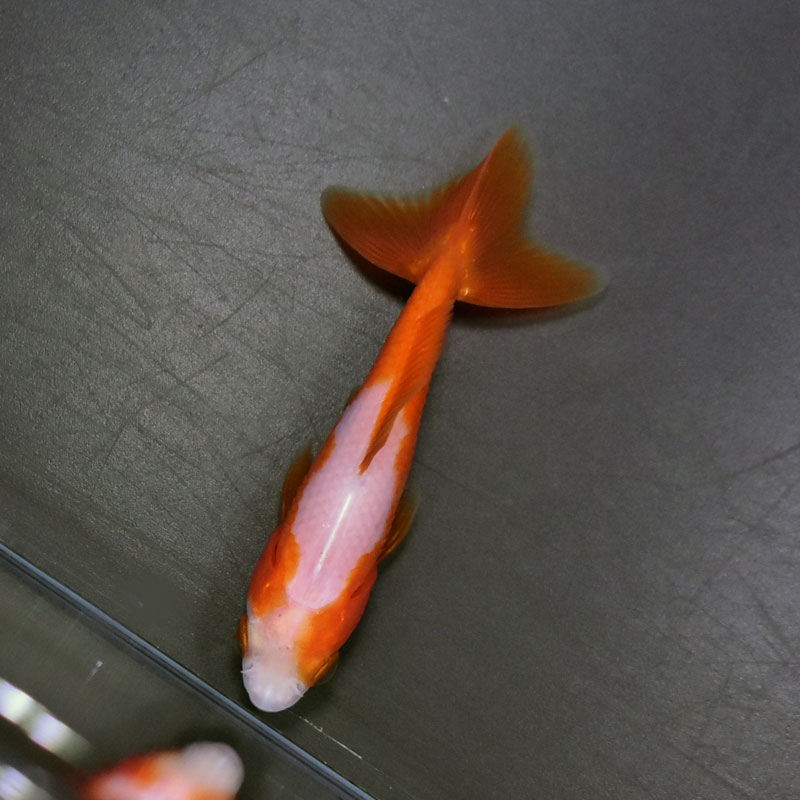 金魚王子】更紗三ツ尾和金 7.5～8cm前後 (個体番号：cde575) 金魚