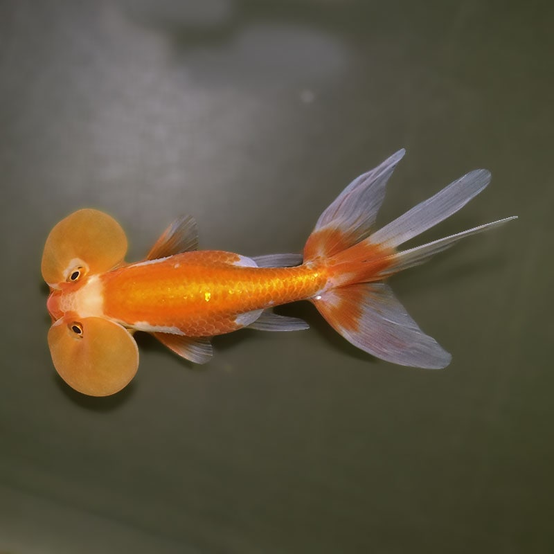 金魚王子】更紗水泡眼 12±1cm前後 (個体番号：xsw326) 金魚 きんぎょ