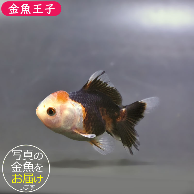 金魚王子】トリカラーオランダ 6±1cm前後 (個体番号：xsw842) 金魚