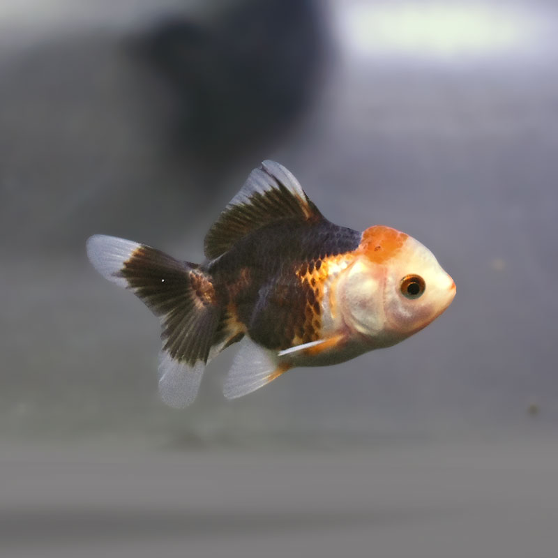 金魚王子】トリカラーオランダ 6±1cm前後 (個体番号：xsw842) 金魚