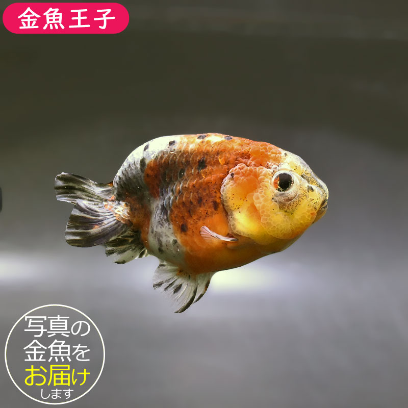 金魚王子】五色江戸錦 10cm前後 (個体番号：zaq123) 金魚 きんぎょ