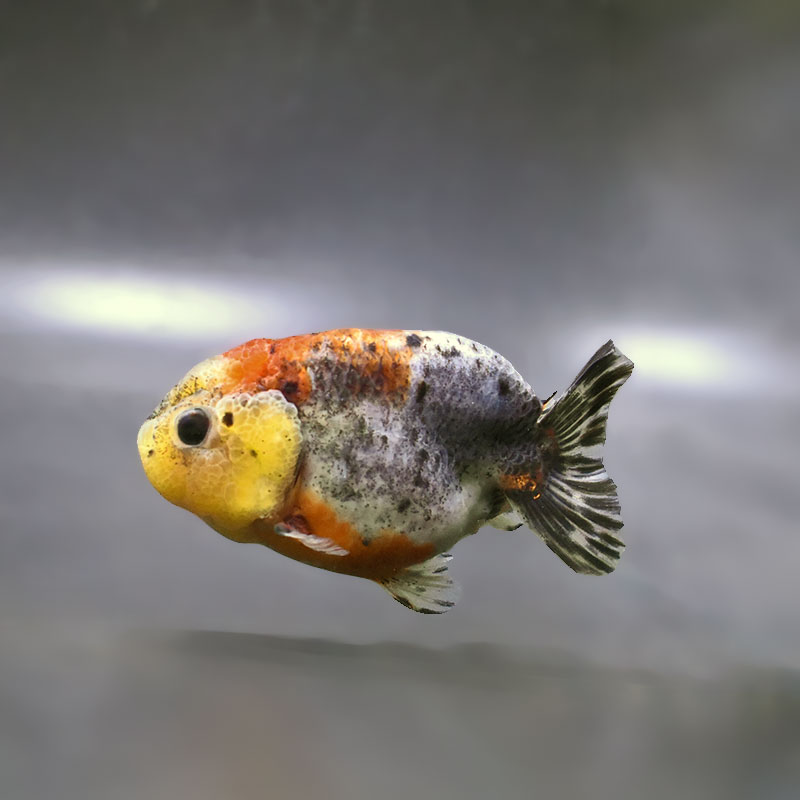 金魚王子】五色江戸錦 10cm前後 (個体番号：zaq123) 金魚 きんぎょ
