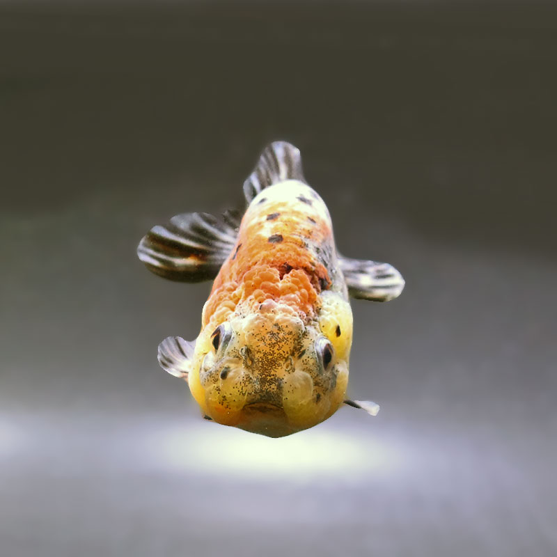 金魚王子】五色江戸錦 10cm前後 (個体番号：zaq123) 金魚 きんぎょ