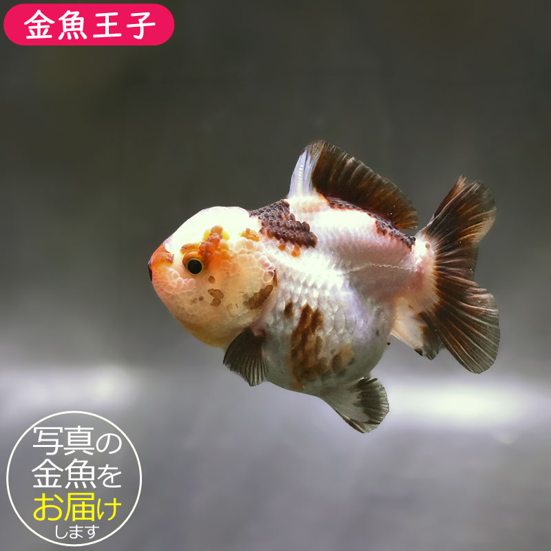 金魚王子】変わり柄オランダ 9±1cm前後 (個体番号：zaq293) 金魚