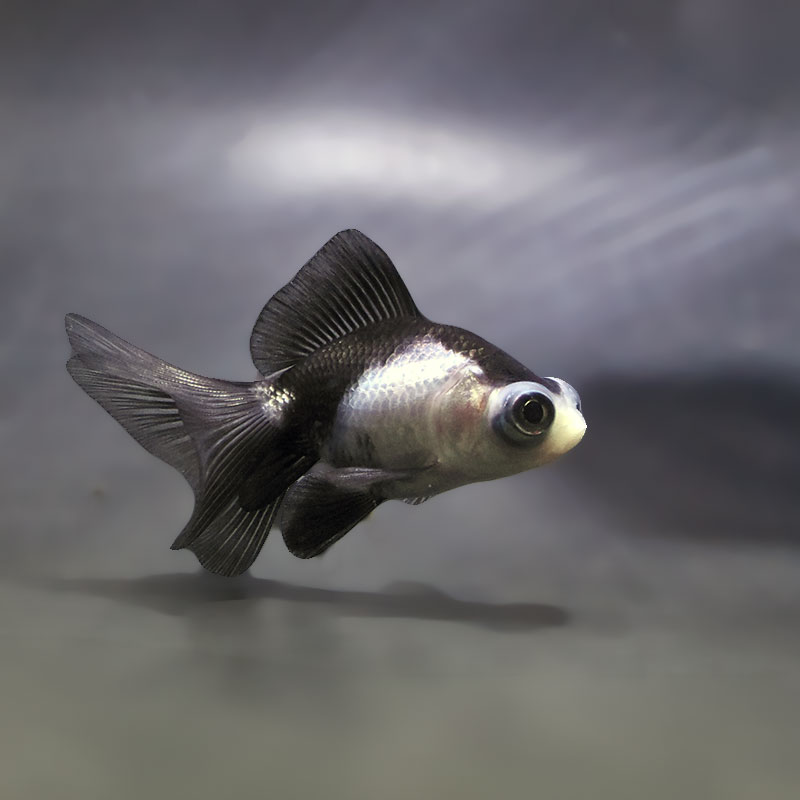 金魚 金魚王子】パンダ蝶尾 7.5cm前後 (個体番号：zaq662) 金魚 きんぎょ
