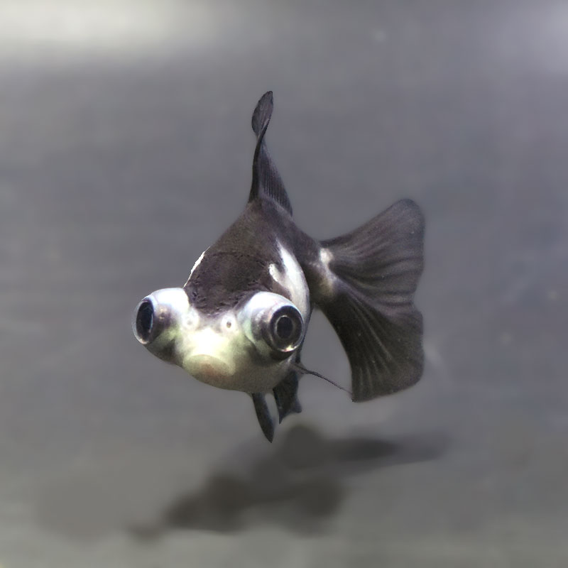 【金魚王子】パンダ蝶尾  7.5cm前後 (個体番号：zaq662) 金魚 きんぎょ 生体 蝶尾 厳選個体